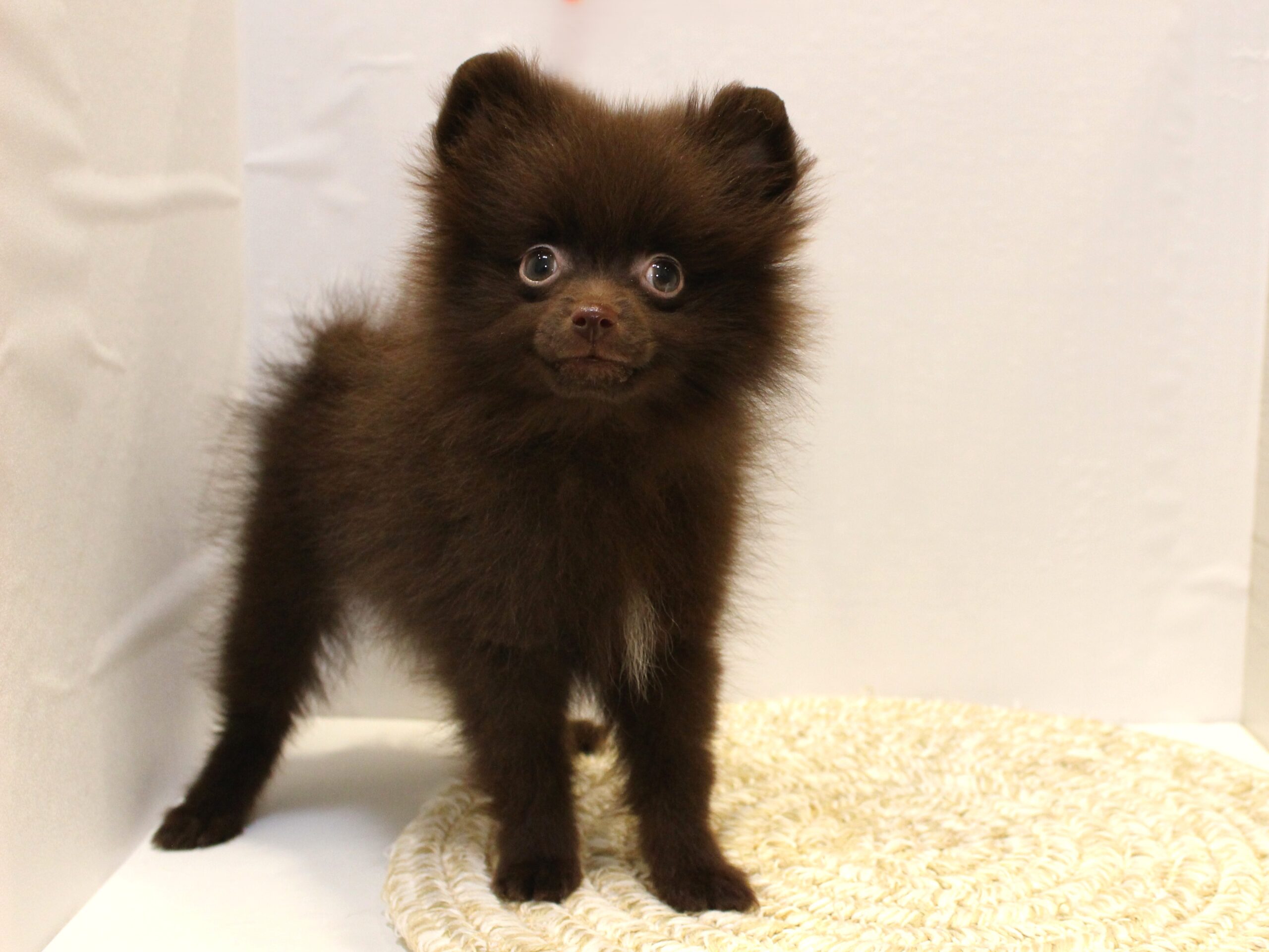 ポメラニアン25-1110