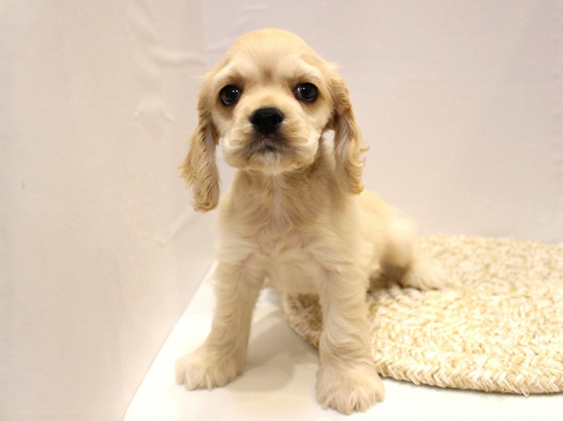 アメリカンコッカースパニエル25-1128