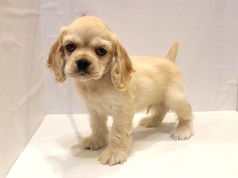 アメリカンコッカースパニエル25-1128