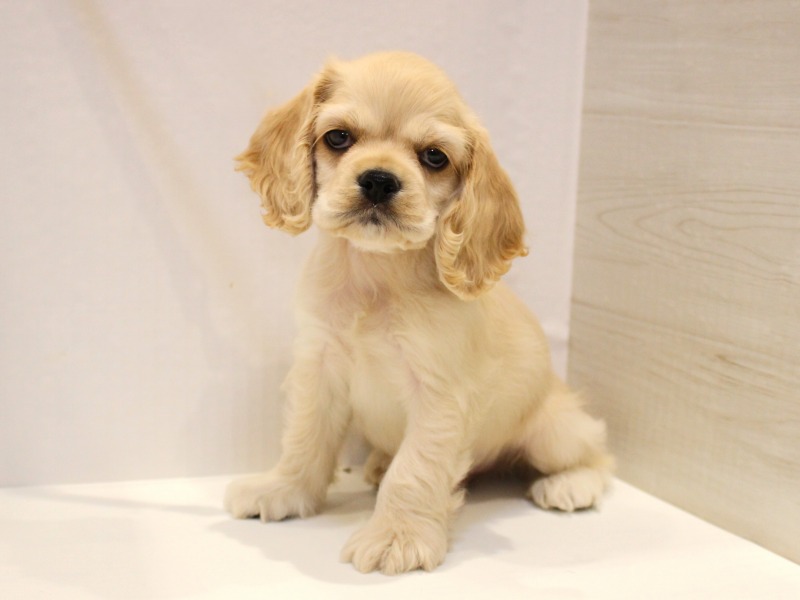 アメリカンコッカースパニエル25-1128