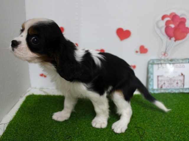 キャバリアキングチャールズスパニエル25-1109