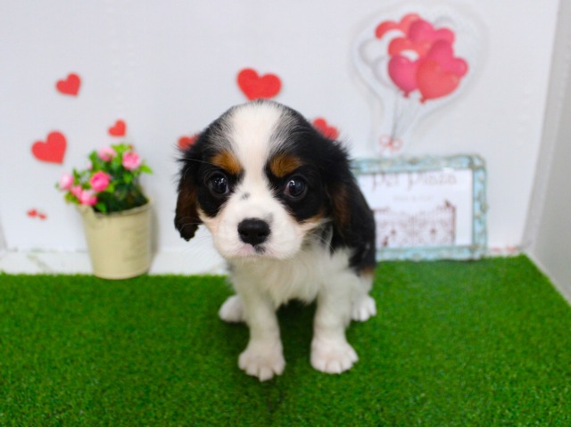 キャバリアキングチャールズスパニエル25-1109