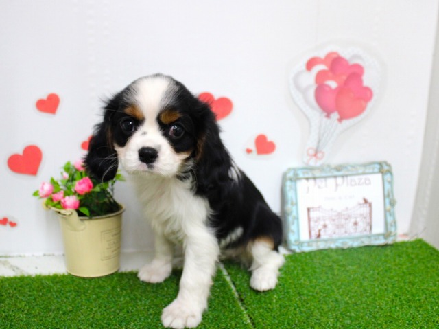 キャバリアキングチャールズスパニエル25-1109