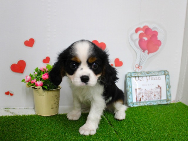 キャバリアキングチャールズスパニエル25-1109