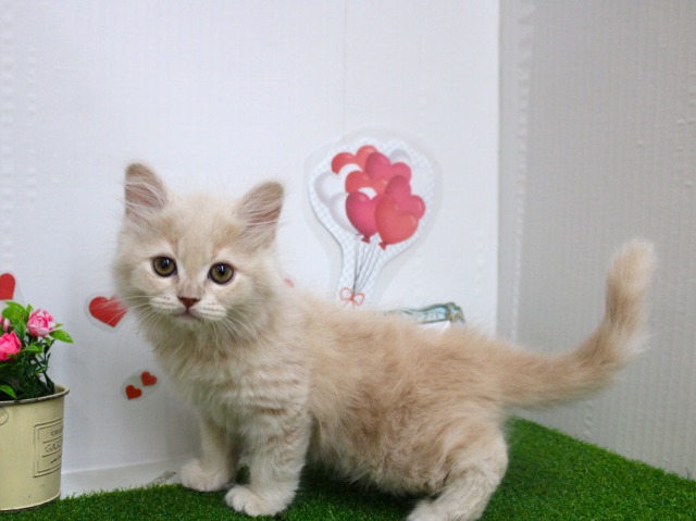 マンチカン25-1095