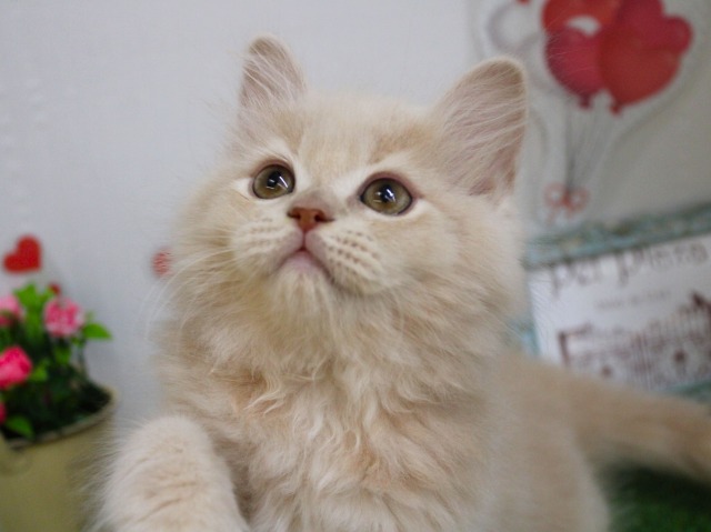 マンチカン25-1095