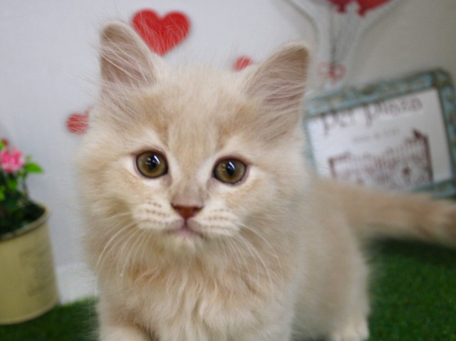 マンチカン25-1095