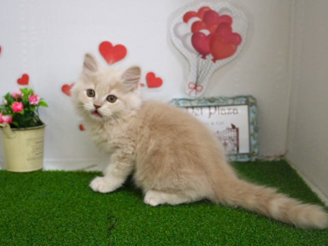 マンチカン25-1095