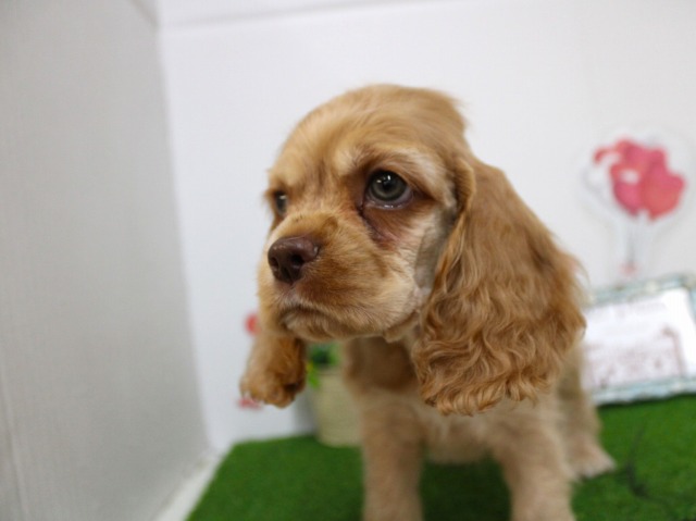 アメリカンコッカースパニエル25-1125