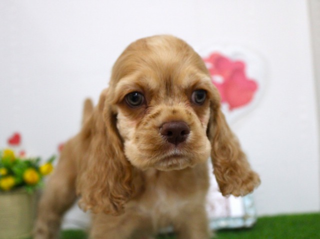 アメリカンコッカースパニエル25-1125