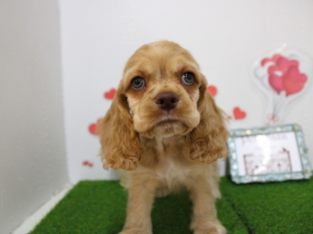 アメリカンコッカースパニエル25-1125