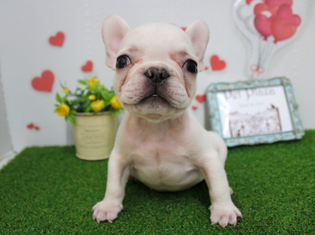 フレンチブルドッグ25-1135