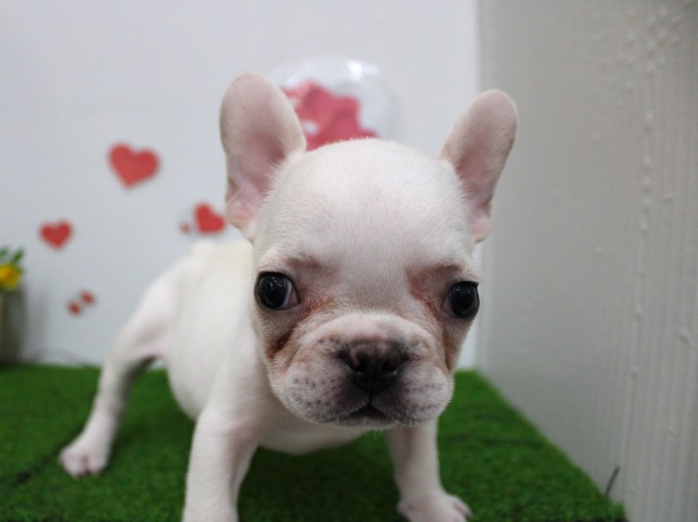 フレンチブルドッグ25-1135
