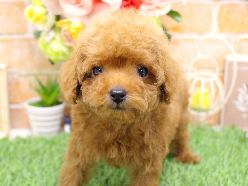 トイプードル25-1102