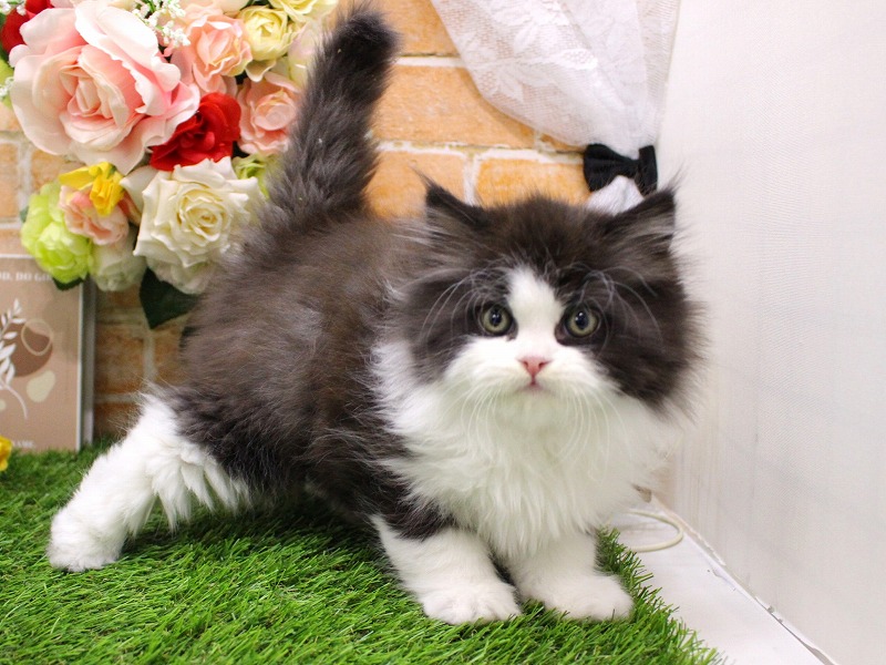 エキゾチック25-1140