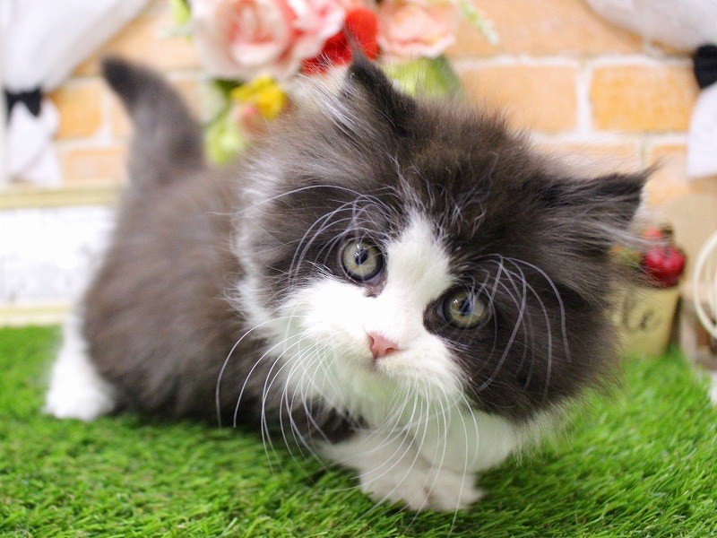 エキゾチック25-1140