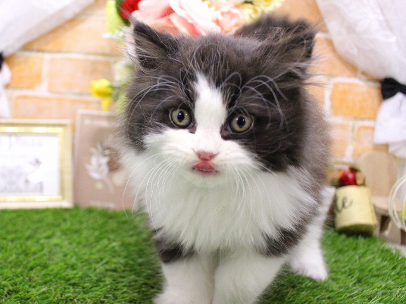 エキゾチック25-1140