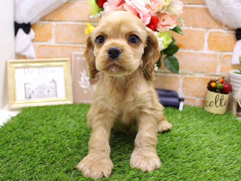 アメリカンコッカースパニエル25-1129