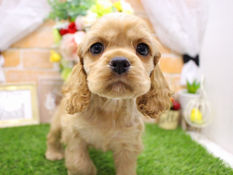 アメリカンコッカースパニエル25-1129