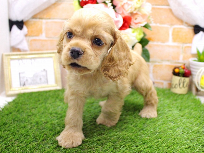 アメリカンコッカースパニエル25-1129