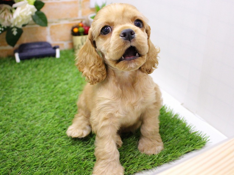 アメリカンコッカースパニエル25-1129