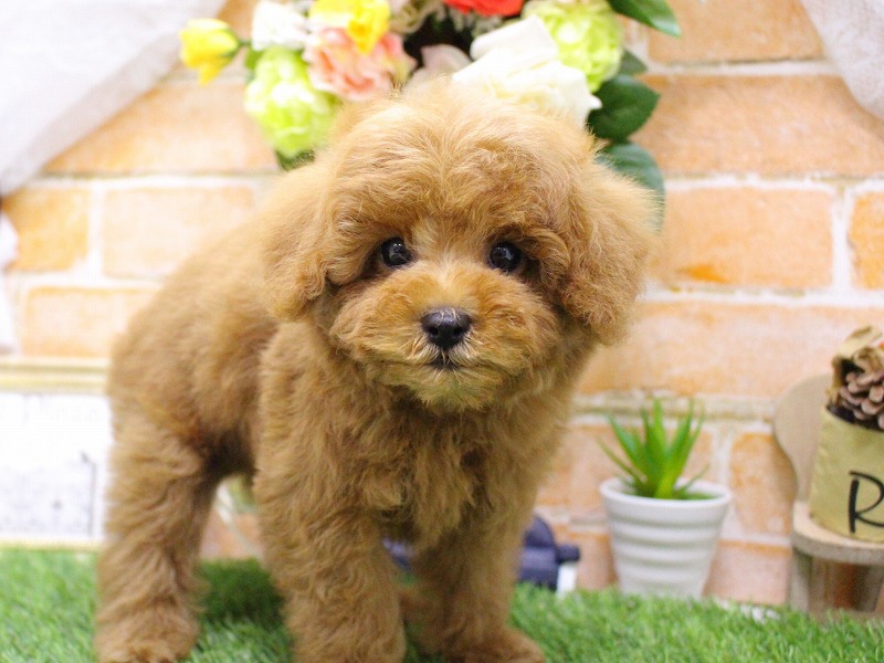 トイプードル25-1142