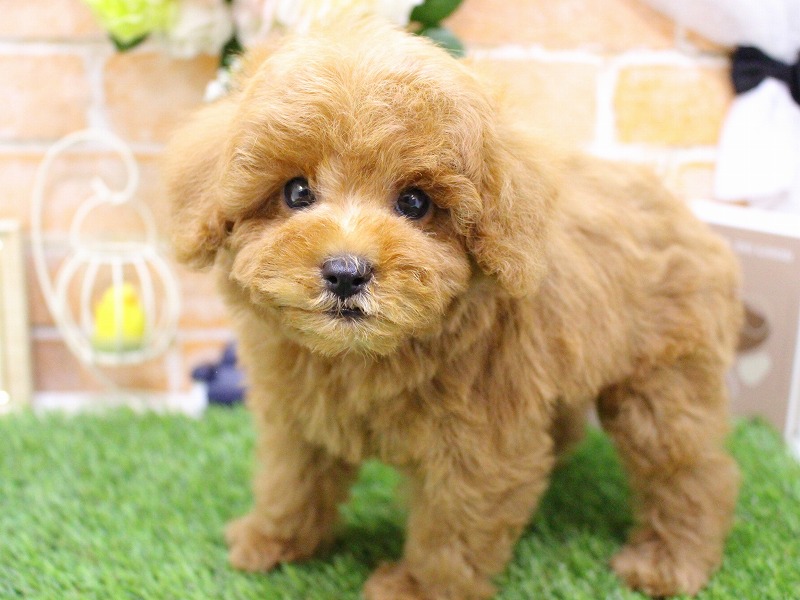 トイプードル25-1142