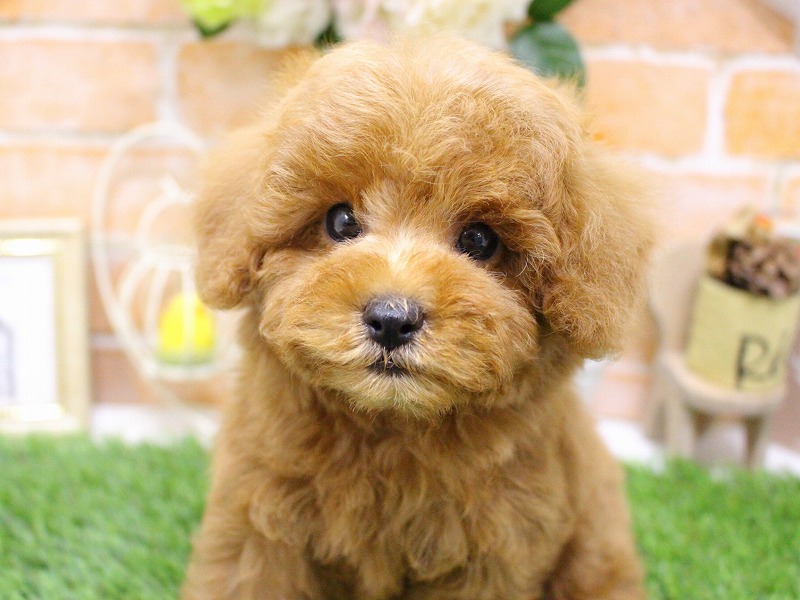 トイプードル25-1142