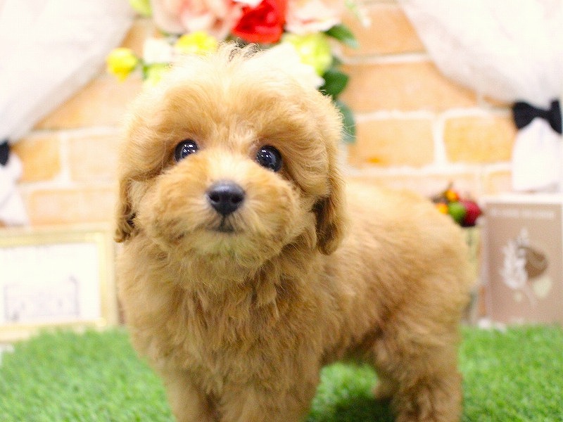 トイプードル25-1143