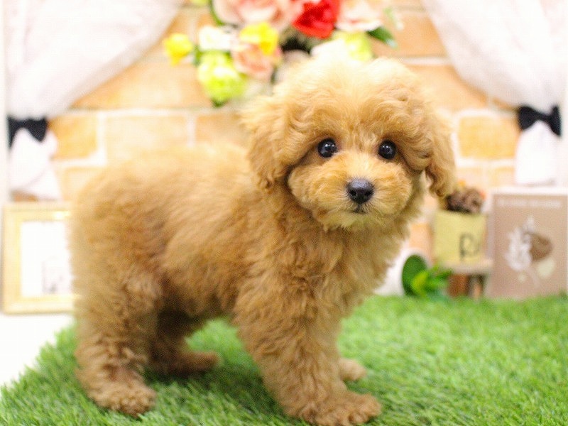 トイプードル25-1143