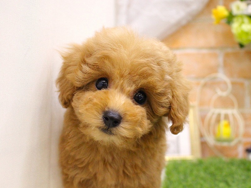 トイプードル25-1143