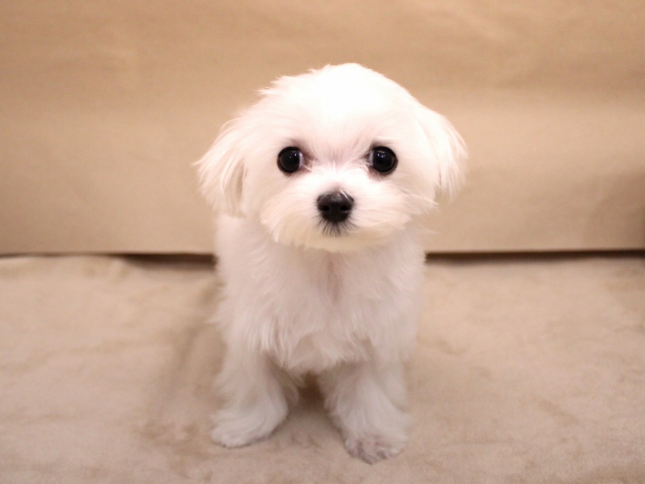 マルチーズ25-1172