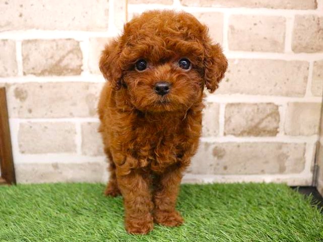 トイプードル25-1119