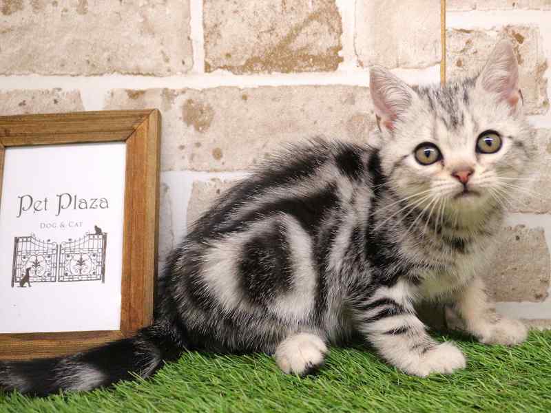 アメリカンショートヘアー25-1123