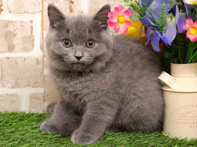 ブリティッシュショートヘアー25-1166