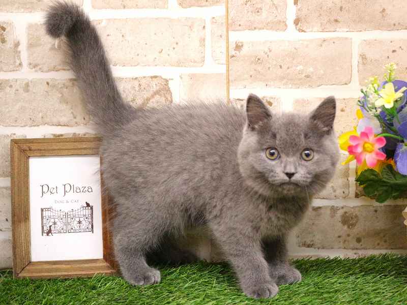 ブリティッシュショートヘアー25-1166