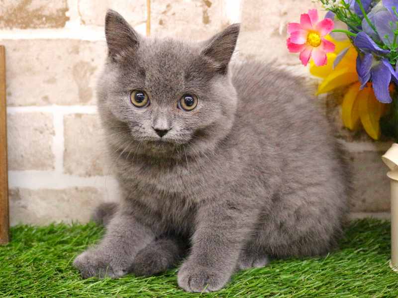 ブリティッシュショートヘアー25-1166