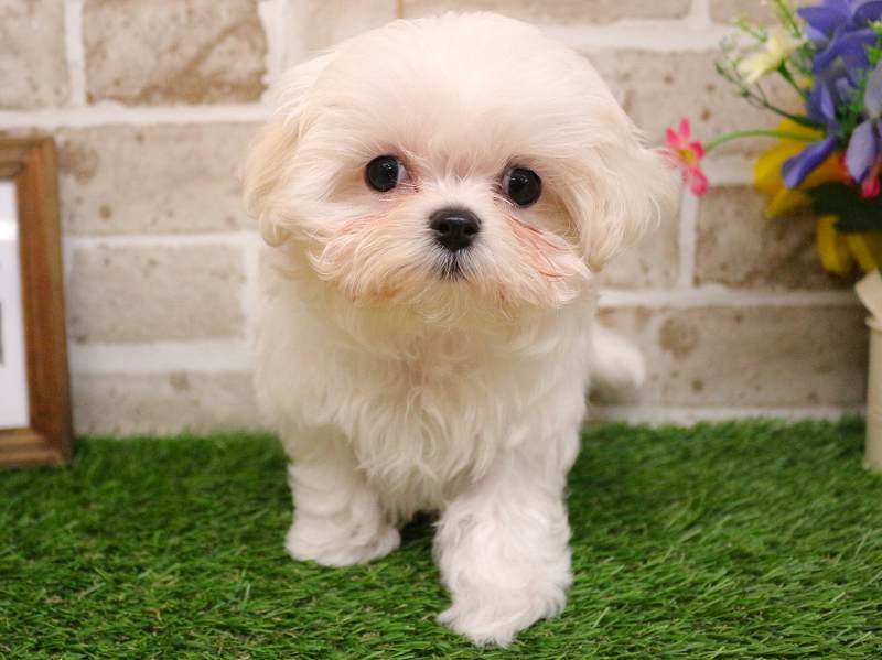 マルチーズ25-1172