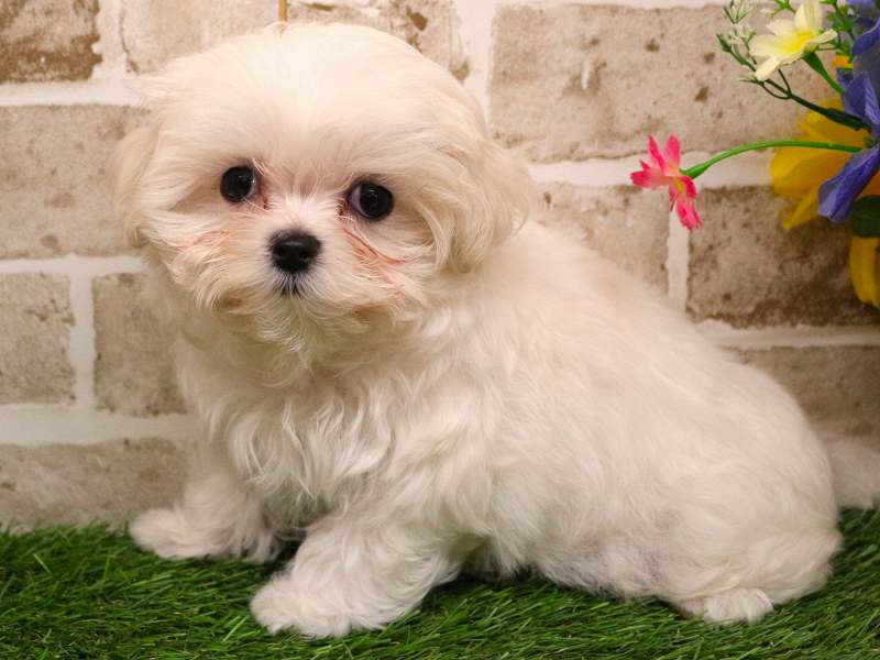 マルチーズ25-1172