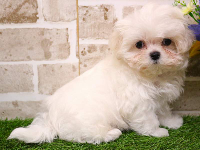 マルチーズ25-1172