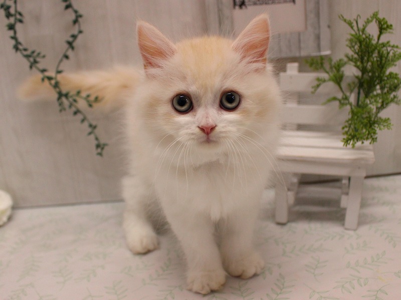 ラガマフィン25-1099