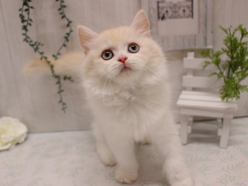 ラガマフィン25-1099