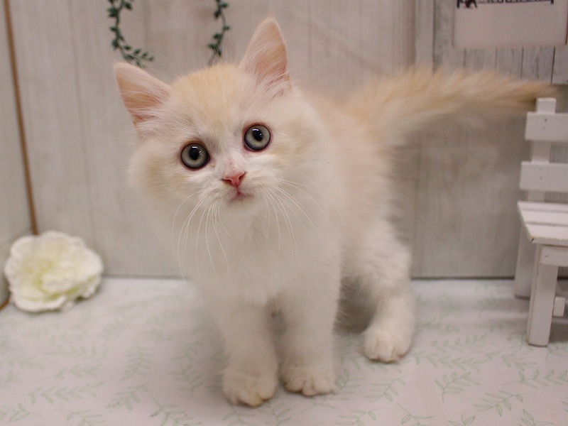 ラガマフィン25-1099