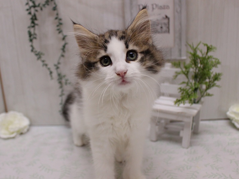 ノルウェージャンフォレストキャット25-1105