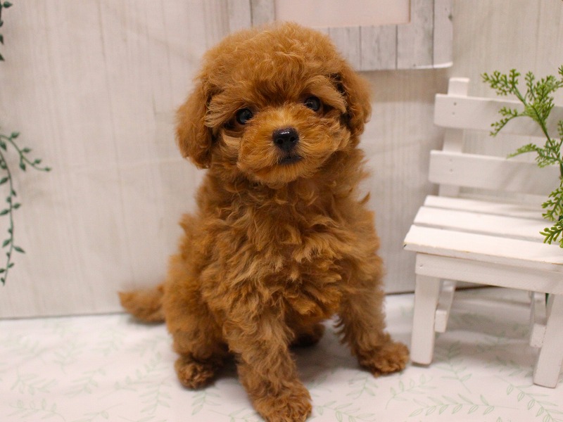 トイプードル25-1101