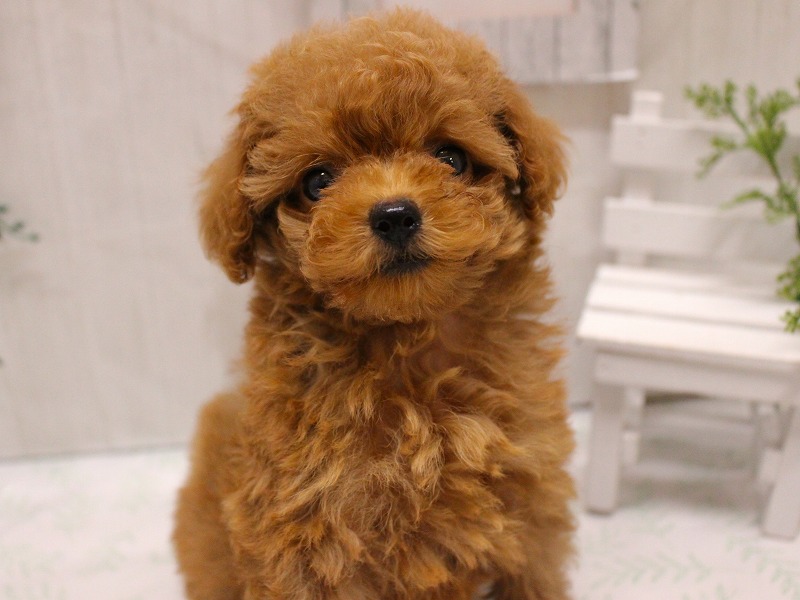 トイプードル25-1101