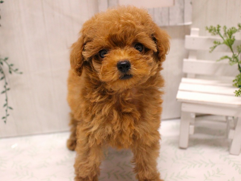 トイプードル25-1101