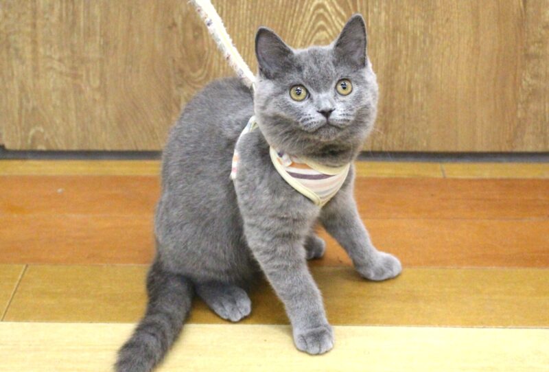 ブリティッシュショートヘア25-1166