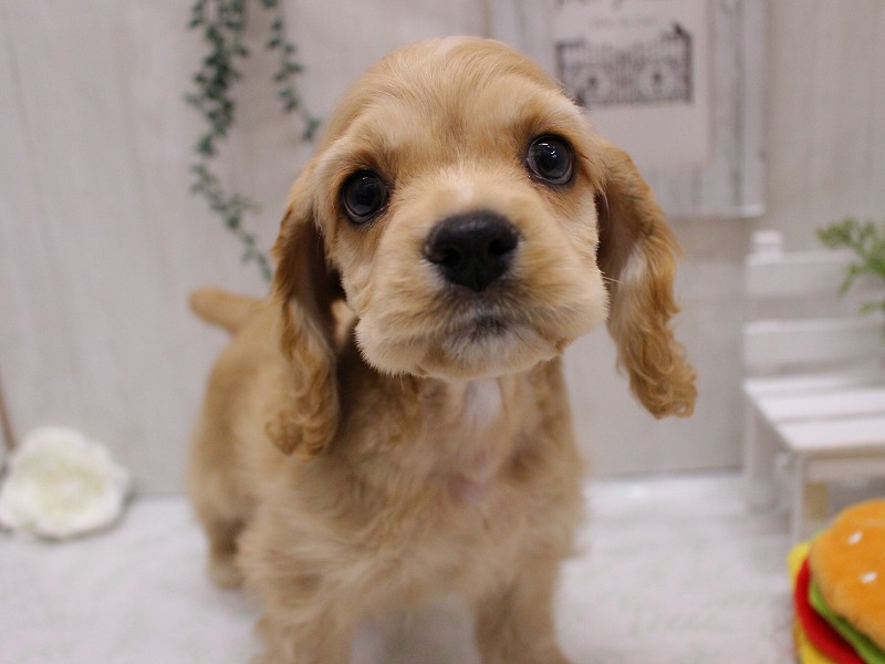 アメリカンコッカースパニエル25-1126