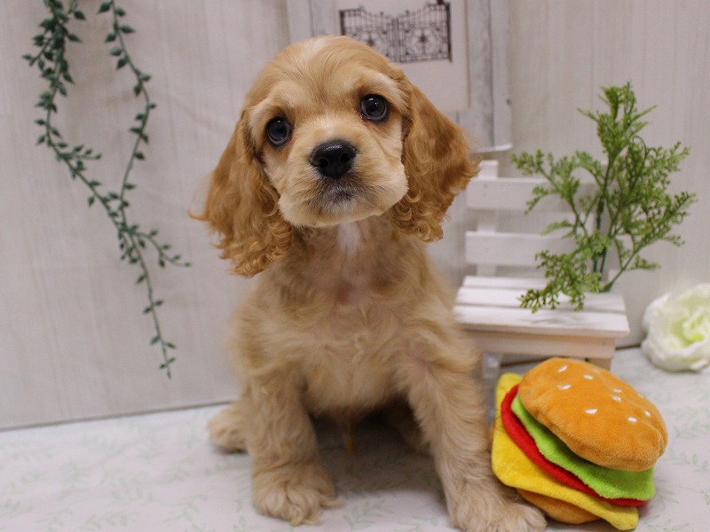 アメリカンコッカースパニエル25-1126